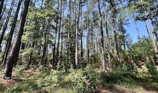 Photo #23 of Off Jarvis Landing Rd, Aurora, NC 8.3 acres