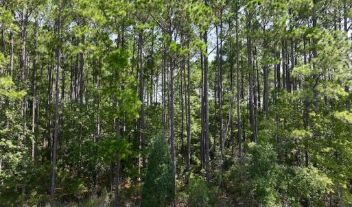 Photo #33 of Off Jarvis Landing Rd, Aurora, NC 8.3 acres