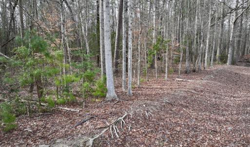 Photo #13 of SOLD property in Off Old Brick Road, Vanceboro, NC 12.0 acres