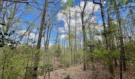 Photo #2 of SOLD property in Off Bessie Hicks Road, Norlina, NC 19.0 acres