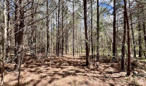 Photo #9 of SOLD property in Off Bessie Hicks Road, Norlina, NC 19.0 acres