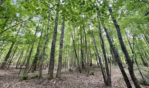 Photo #19 of Off Buck Rd, Middlesex, NC 98.0 acres