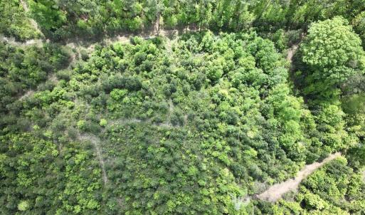 Photo #35 of Off Buck Rd, Middlesex, NC 98.0 acres