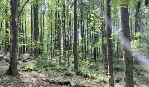 Photo #9 of Off Buck Rd, Middlesex, NC 98.0 acres