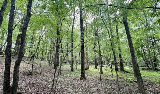 Photo #17 of Off Buck Rd, Middlesex, NC 98.0 acres
