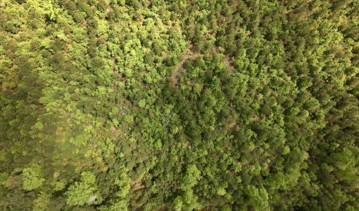 Photo #50 of Off Buck Rd, Middlesex, NC 98.0 acres