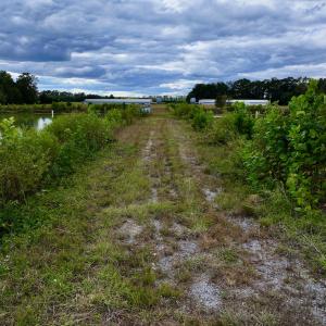 Photo #13 of SOLD property in Off Castoria Rd, Walstonburg, NC 22.8 acres