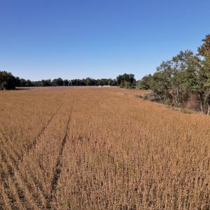 Photo #22 of Off Highway 9, Dillon, SC 26.3 acres