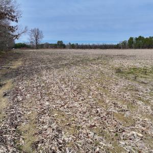 Photo #14 of SOLD property in Off Old Brick Road, Vanceboro, NC 12.0 acres