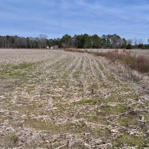 Photo #15 of SOLD property in Off Old Brick Road, Vanceboro, NC 12.0 acres