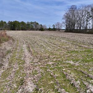 Photo #16 of SOLD property in Off Old Brick Road, Vanceboro, NC 12.0 acres