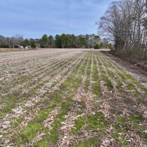 Photo #17 of SOLD property in Off Old Brick Road, Vanceboro, NC 12.0 acres