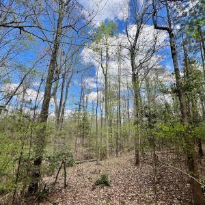 Photo #2 of SOLD property in Off Bessie Hicks Road, Norlina, NC 19.0 acres