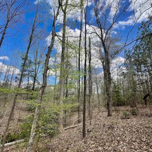 Photo #3 of SOLD property in Off Bessie Hicks Road, Norlina, NC 19.0 acres