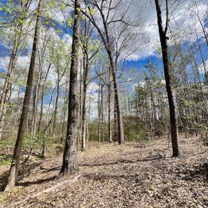 Photo #5 of SOLD property in Off Bessie Hicks Road, Norlina, NC 19.0 acres