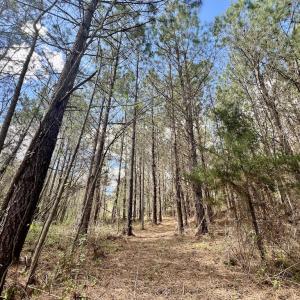 Photo #7 of SOLD property in Off Bessie Hicks Road, Norlina, NC 19.0 acres