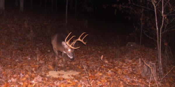 Photo of a buck