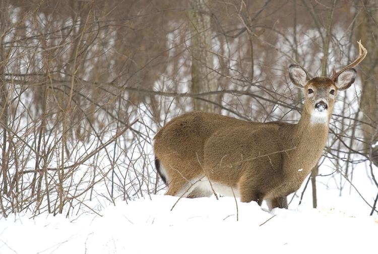 antler dropping deer