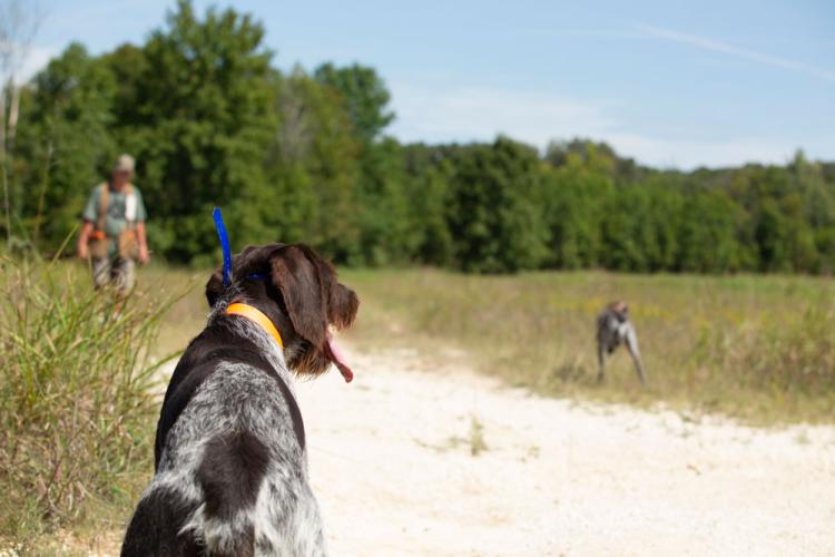 Dogs in fields