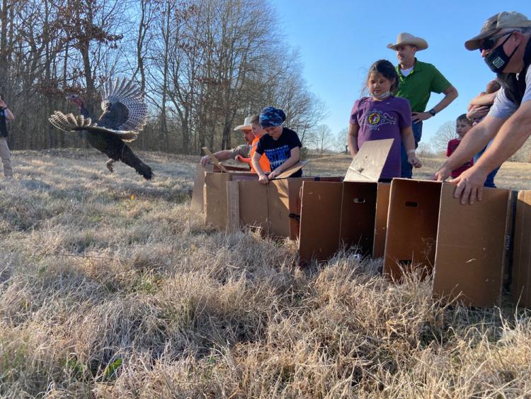 Releasing-Turkeys