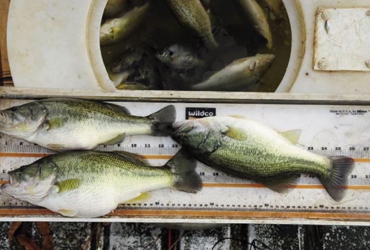 Stocking-small-bass