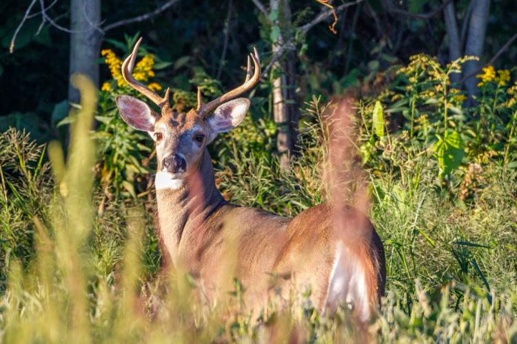 whitetail-deer-edge