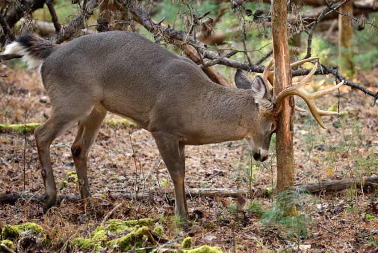 whitetail-rubbing-tree