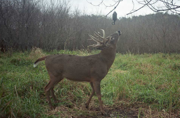 Deer at Dripper