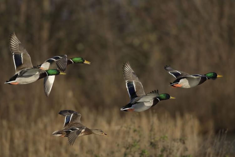 flying-mallards
