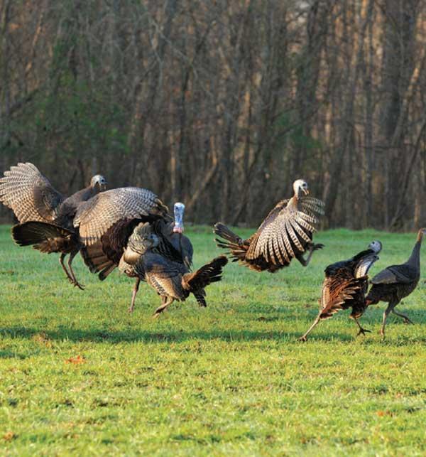 turkeys-fighting