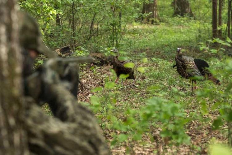 turkey-hunting-decoys