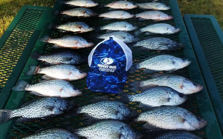 crappie-catch