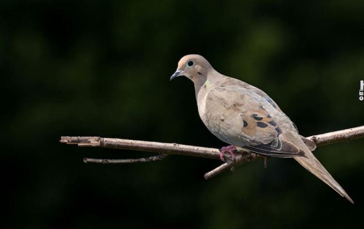 Dove-sitting-on-the-roost