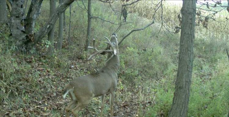 deer-at-mock-scrape-on-camera