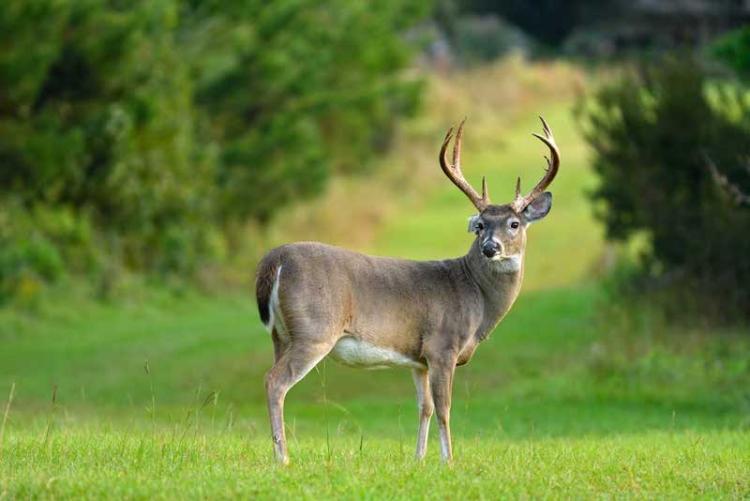 Cover-managing-antler-expectations-tes-jolly-GK