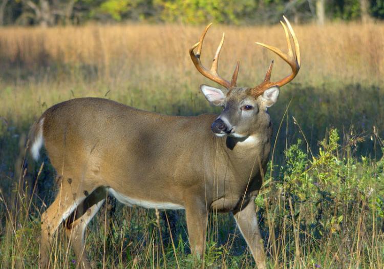 whitetail-buck_0