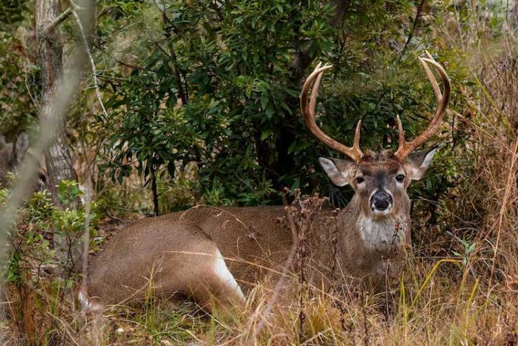 John-Corso_deer-bedded-down