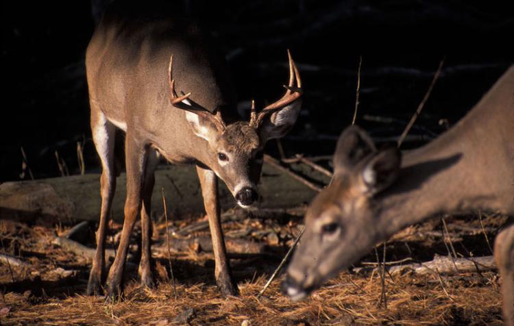 whitetail-rut