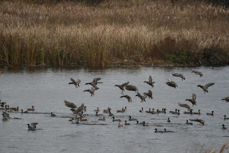 ducks-landing-in-decoys