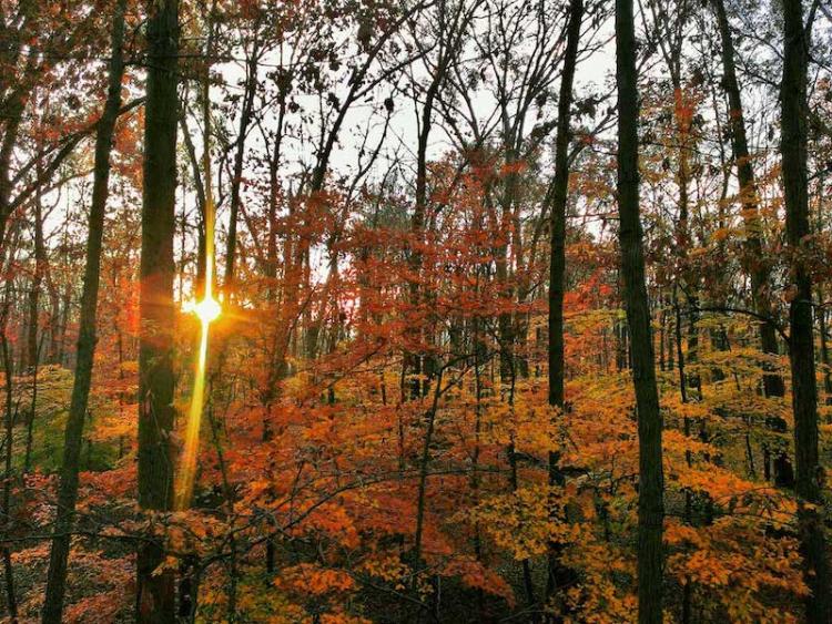sunrise-in-the-woods