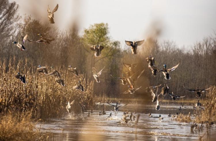 wetland