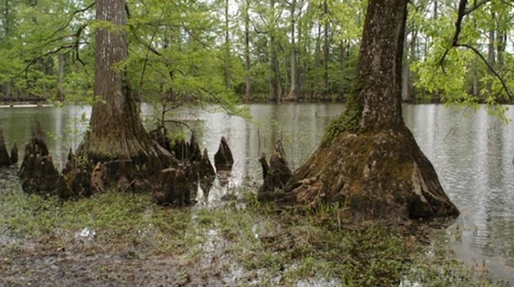 wetlands