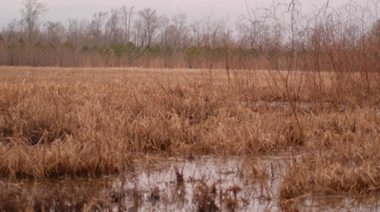 wetlands