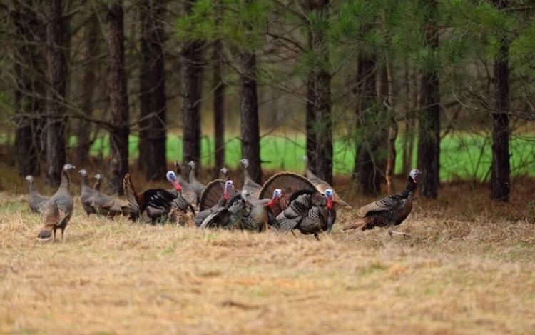 Wild-Turkeys-winter-to-spring-transition