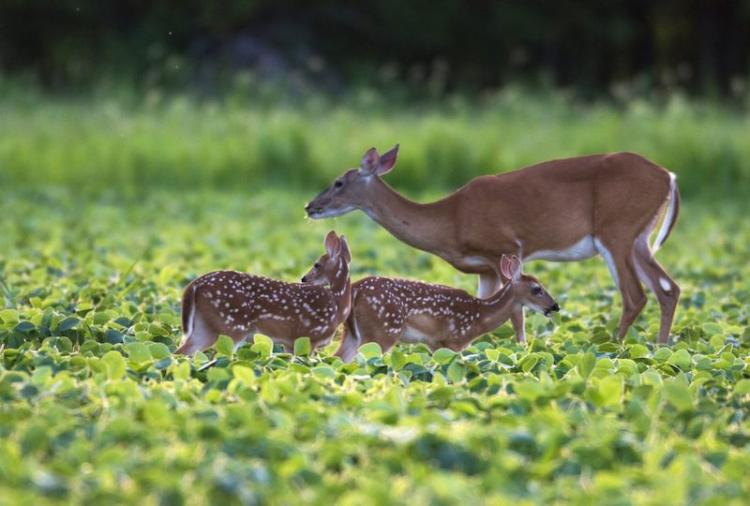 6 WAYS FOR IMPROVING FAWN RECRUITMENT