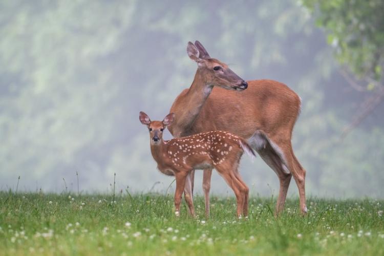 doe and Fawn