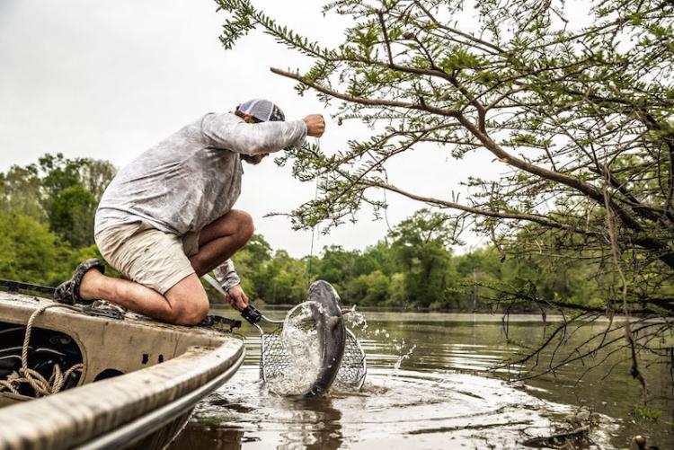 limb-line-catfishing