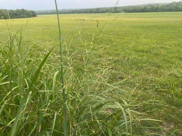 switchgrass