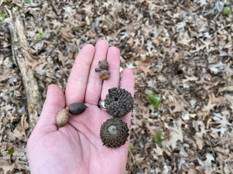 bottomland acorns