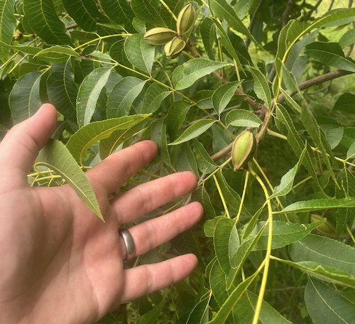 pecan2